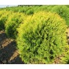 Саженец Туи западной Globosa Aurea-NB: фото и описание