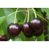 Саженец черешни Мелитопольская: фото и описание