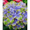 Саженец гортензии крупнолистной Меджикал Аметист Блю (Magical Amethyst blue): фото и описание