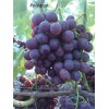 Саженец винограда Рошфор (Ранний/Фиолетовый): фото и описание