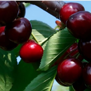 Черешня Веда