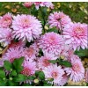 Хризантема Розовый фламинго: фото и описание
