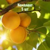 Комплект 5шт / Абрикос Солнышко: фото и описание