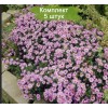 Саженцы астры Профессор Антон Киппенберг (Prof A. Kippenberg) -  5 шт.: фото и описание