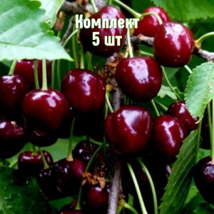 Комплект 5шт / Черешня Ариадна