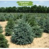 Саженцы Ели Голубая Кейбаб (Kaibab) 100-150 см -  5 шт.: фото и описание
