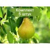 Саженцы груши Осенняя Яковлева -  5 шт.: фото и описание