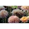 Саженцы хризантемы мультифлора Арес Шампань (Ares Champagne) (Шампань ) -  5 шт.: фото и описание