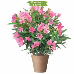 Комплект 5шт / Олеандр розовый Альбум