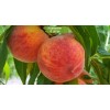 Саженцы персика колоновидного Медовый -  5 шт.: фото и описание