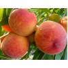 Саженцы персика Редхейвен  (Redhaven) -  5 шт.: фото и описание