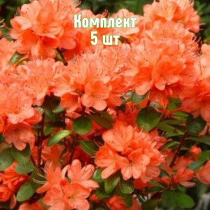 Комплект 5шт / Рододендрон Гейша Оранж