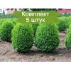 Саженцы самшита мелколистный Фолкнер (Faulkner) -  5 шт.: фото и описание