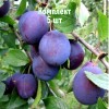 Комплект 5шт / Слива Кубанская ранняя: фото и описание