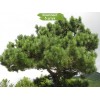 Саженцы сосны Крымская 60-100 см -  5 шт.: фото и описание
