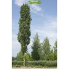 Саженцы тополя Чёрный (100-150 см) -  5 шт.: фото и описание