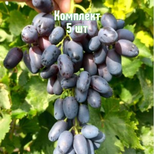 Комплект 5шт / Виноград Академик Авидзба