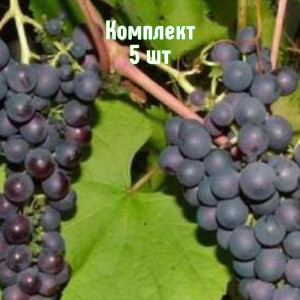 Комплект 5шт / Виноград Варюшкин