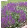 Саженец шалфея дубравного Аметист (Amethyst): фото и описание