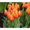 Луковица тюльпана Ворлд Фаворит  (World's Favourite): фото и описание